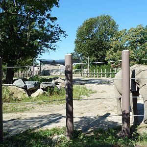 African Elephant Exhibit