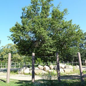 African Elephant Exhibit