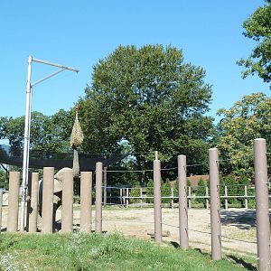 African Elephant Exhibit