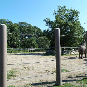 African Elephant Exhibit