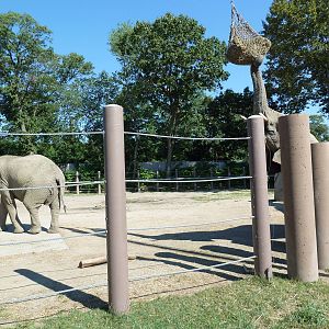 African Elephant Exhibit