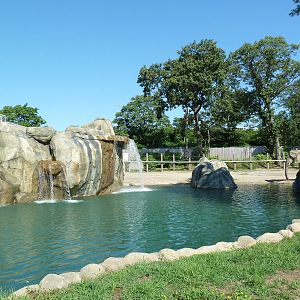 African Elephant Exhibit