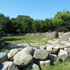 Masai Giraffe Exhibit