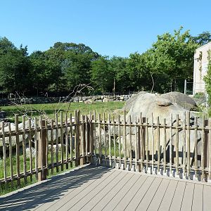 Masai Giraffe Exhibit