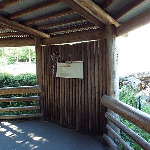 Masai Giraffe Exhibit
