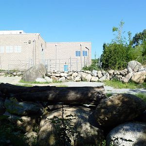 Masai Giraffe Exhibit