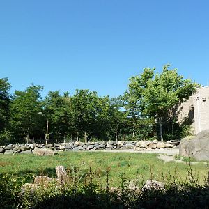 Masai Giraffe Exhibit