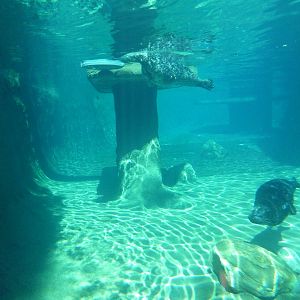 Harbour Seal Exhibit