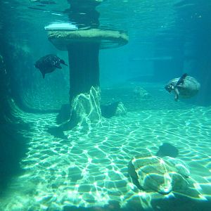 Harbour Seal Exhibit
