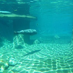Harbour Seal Exhibit