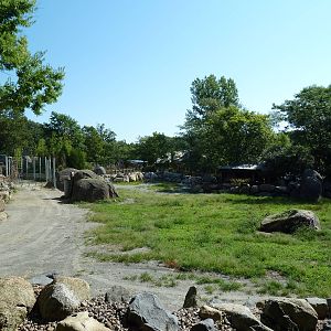 Masai Giraffe Exhibit