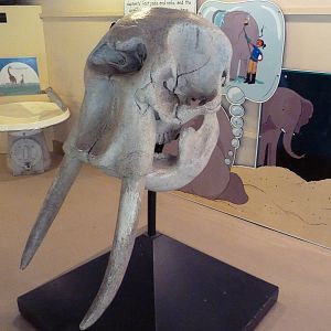 African Elephant Skull