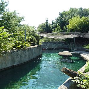 Harbour Seal Exhibit