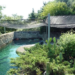 Harbour Seal Exhibit