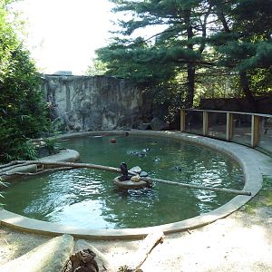 Humboldt Penguin/White-Breasted Cormorant Exhibit