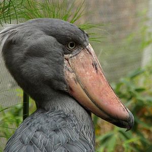 Shoebill