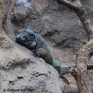 RHINOCEROS IGUANA