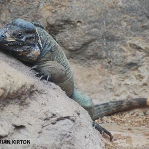 RHINOCEROS IGUANA
