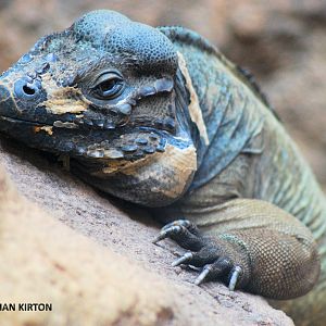 RHINOCEROS IGUANA