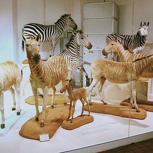 Quagga group; Mainz Museum; 9th September 2010