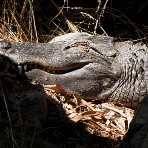 American Alligator