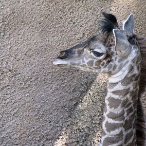 Masai Giraffe Baby