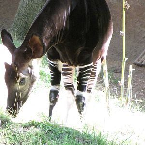 Okapi
