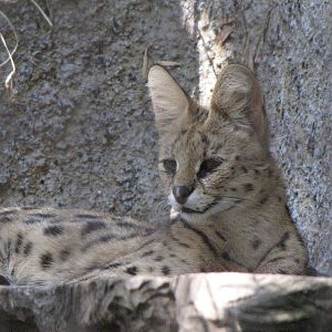 Serval