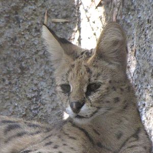 Serval