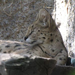 Serval