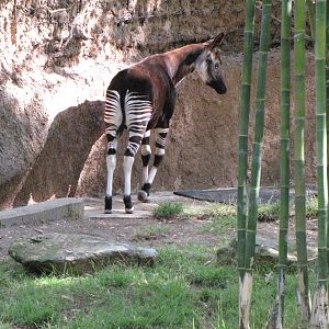 Okapi