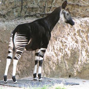 Okapi
