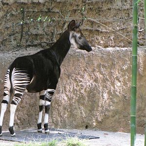Okapi