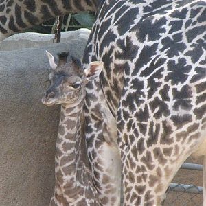 Masai Giraffe Baby