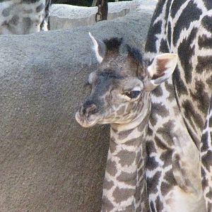 Masai Giraffe Baby