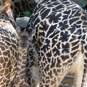 Masai Giraffes