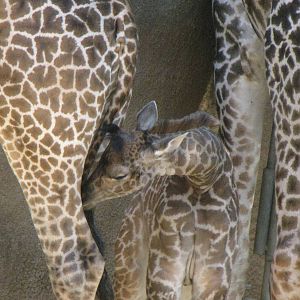 Masai Giraffe Baby
