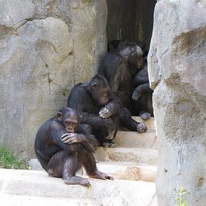 Chimpanzees