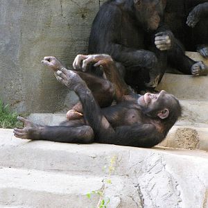 Chimpanzees