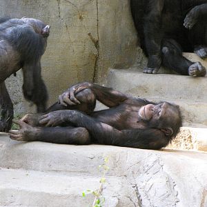 Chimpanzees