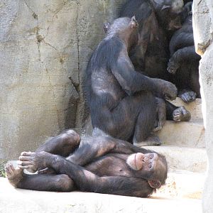 Chimpanzees