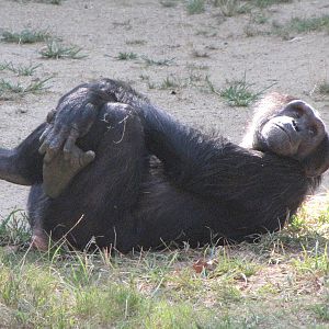 Chimpanzee