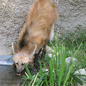 Maned Wolf