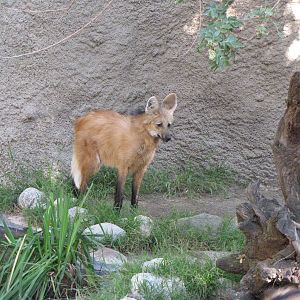 Maned Wolf