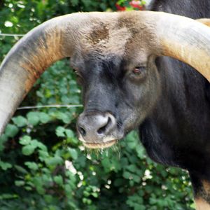 Gayal; Heidelberg; 3rd September 2010