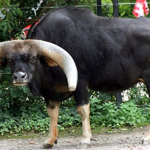 Gayal; Heidelberg; 3rd September 2010