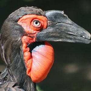 Southern ground hornbill; Heidelberg Zoo; 3rd September 2010