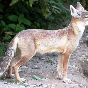 Corsac fox; Heidelberg Zoo; 3rd September 2010