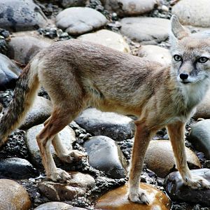 Corsac fox; Heidelberg Zoo; 3rd September 2010