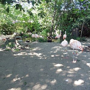 Tropical America - Chilean Flamingo/White-Faced Whistling Duck/Chiloe Wigeo